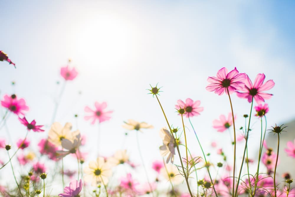 Primavera e Prevenção: Mais Sol, Mais Flores... Mais Riscos de Pragas? 2 Primavera e Prevenção: Mais Sol, Mais Flores... Mais Riscos de Pragas? 1