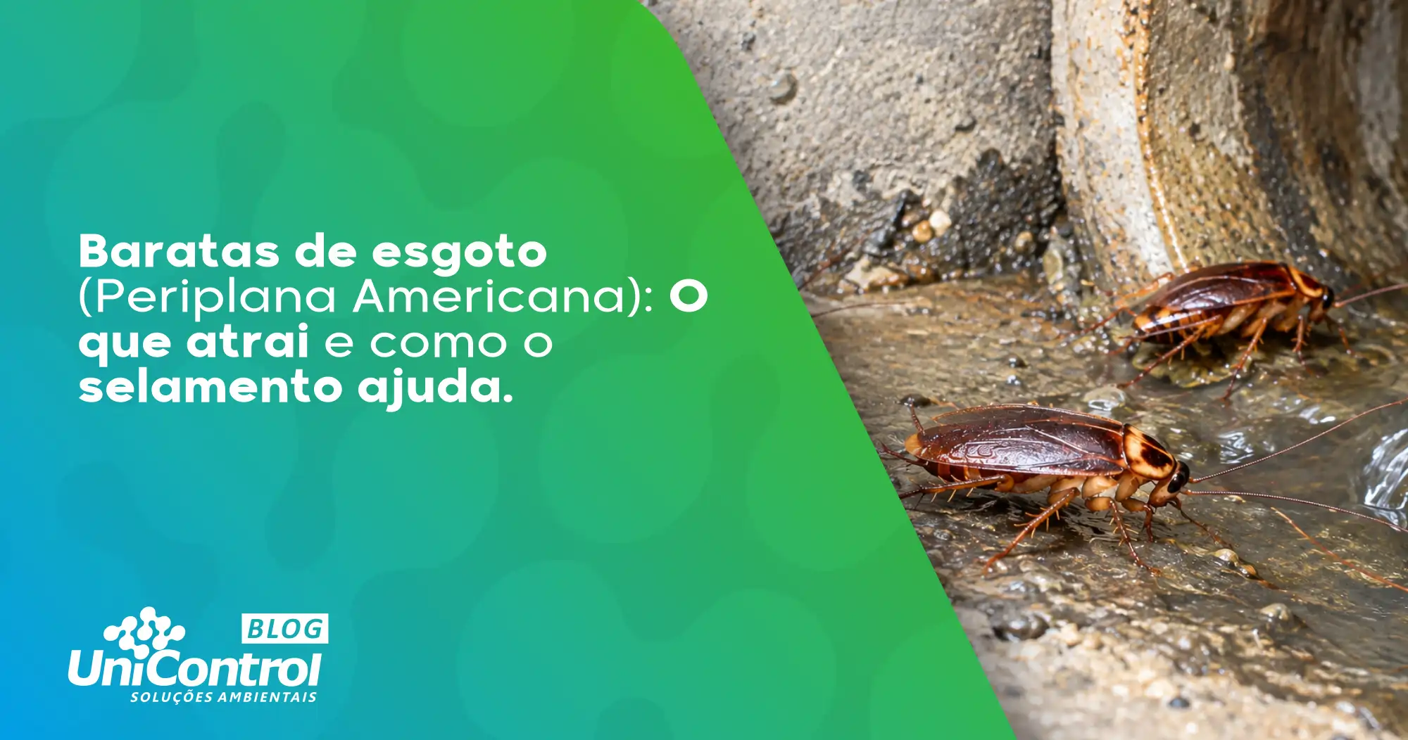 Baratas-de-esgoto