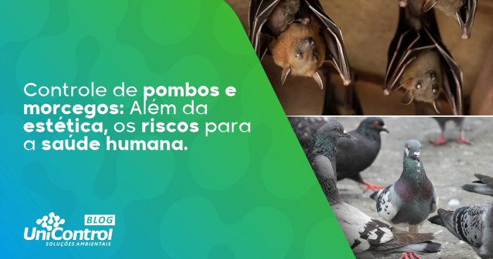 Controle-de-pombos-morcegos