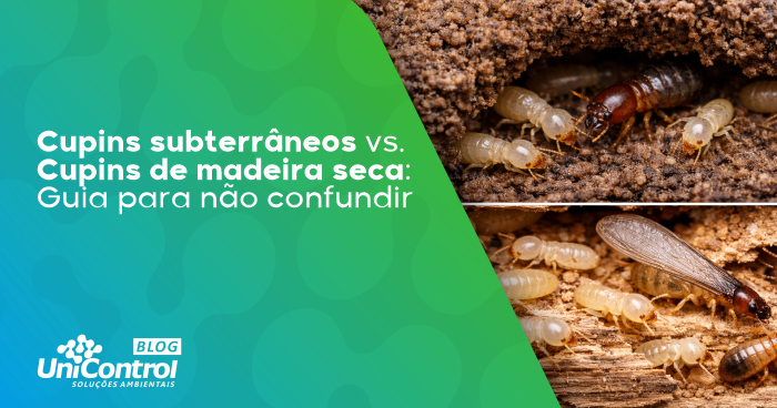 Cupins-subterraneos-e-cupins-de-madeira-seca