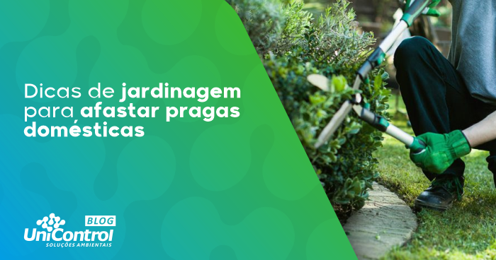 Dicas-de-jardinagem-para-afastar-pragas-domésticas