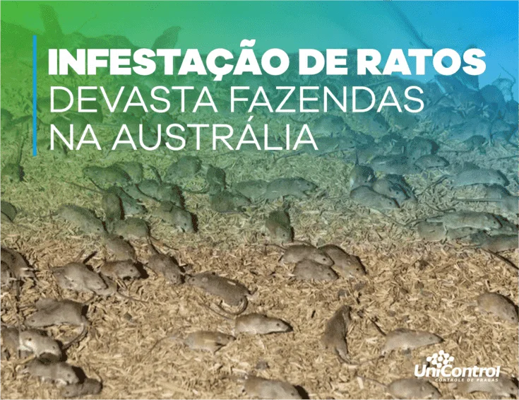 Infestação de ratos devasta fazendas na Austrália