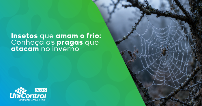 Insetos-e-frio