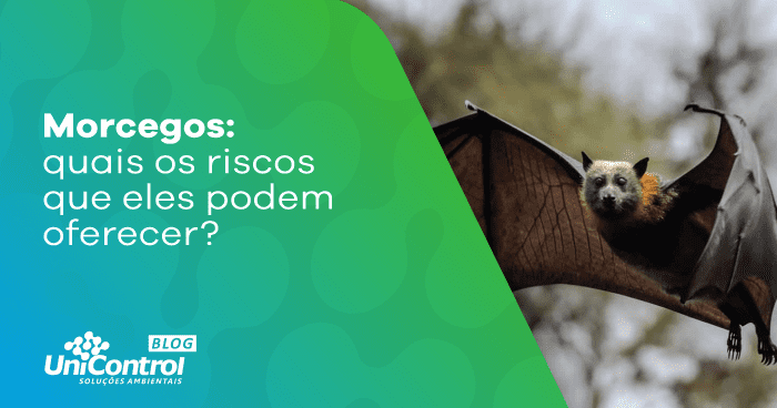 Morcegos: Quais os riscos que eles podem oferecer?