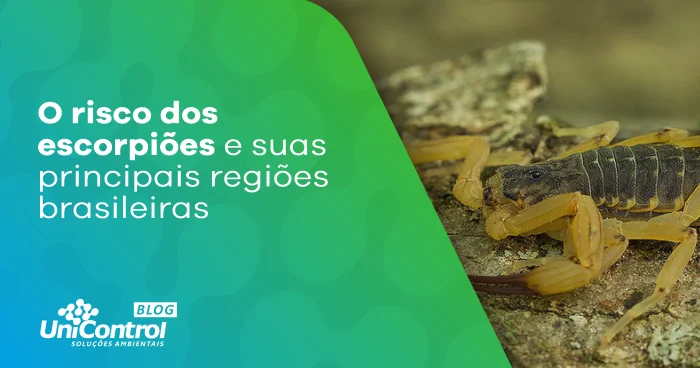 O Risco dos Escorpiões e suas Principais Regiões Brasileiras