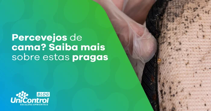 Percevejos de Cama Saiba mais sobre estas pragas