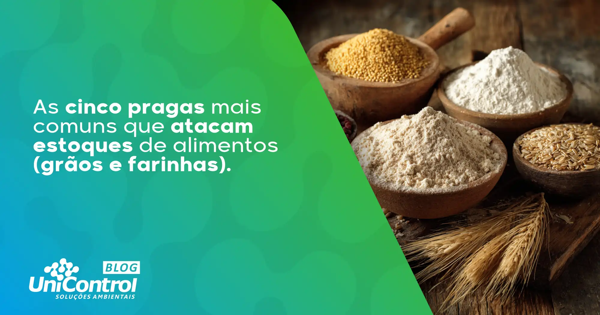 As-cinco-pragas-mais -comuns-que-atacam-estoques-de-alimentos