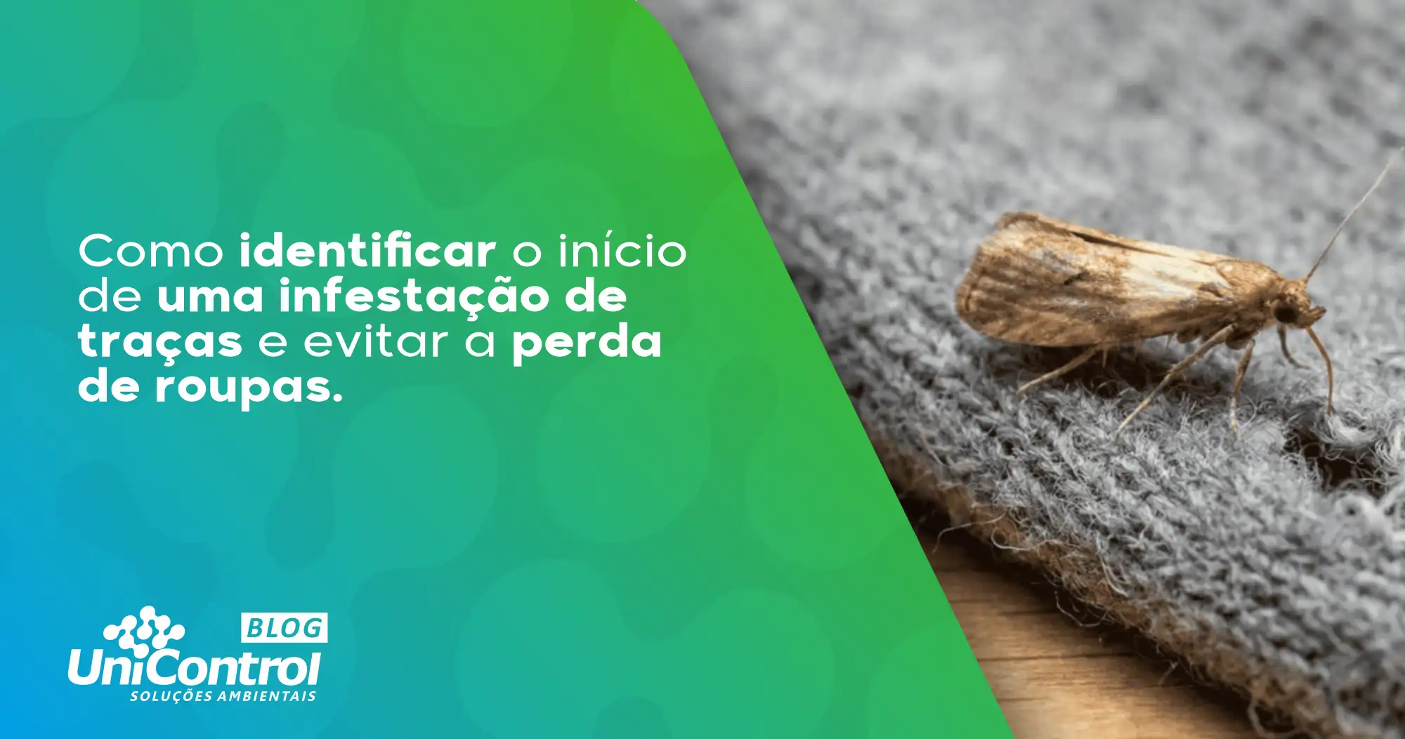 Traças-em-roupas