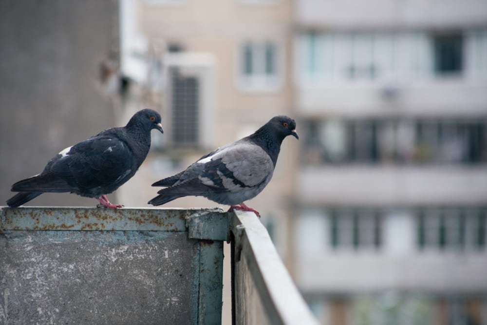 Controle de pombos em empresas e condomínios