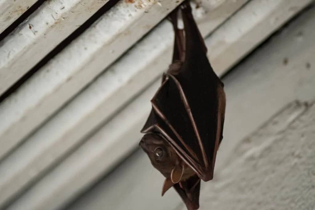 controle de pragas urbanas morcegos