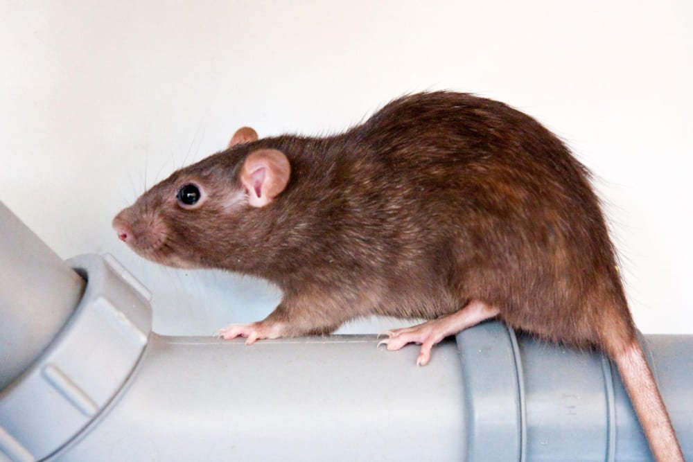 Dedetização de ratos pós-catástrofes
