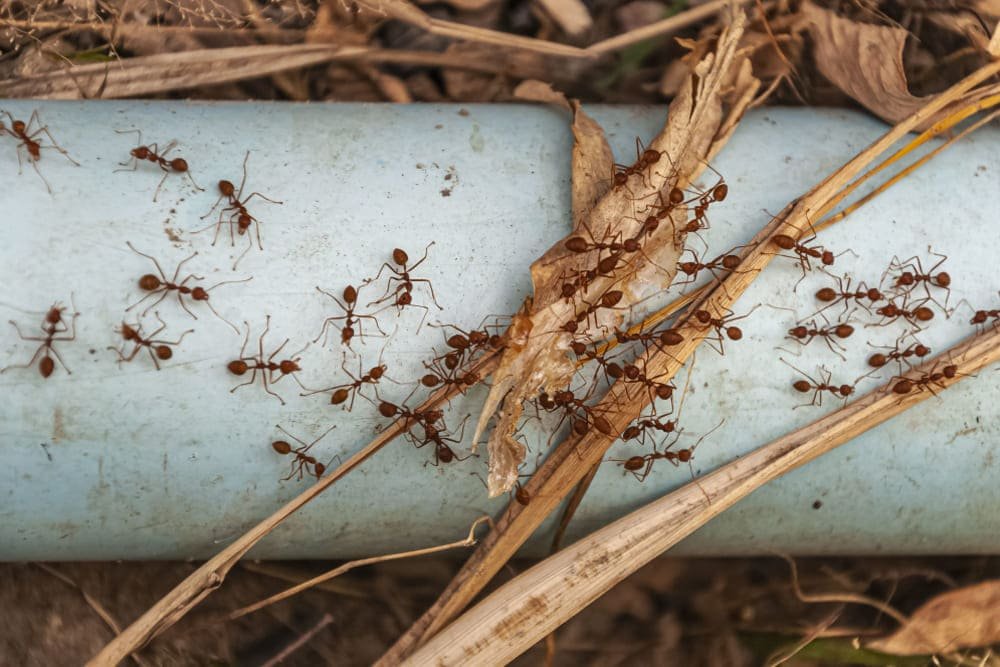 Dedetizadora e controle ecológico