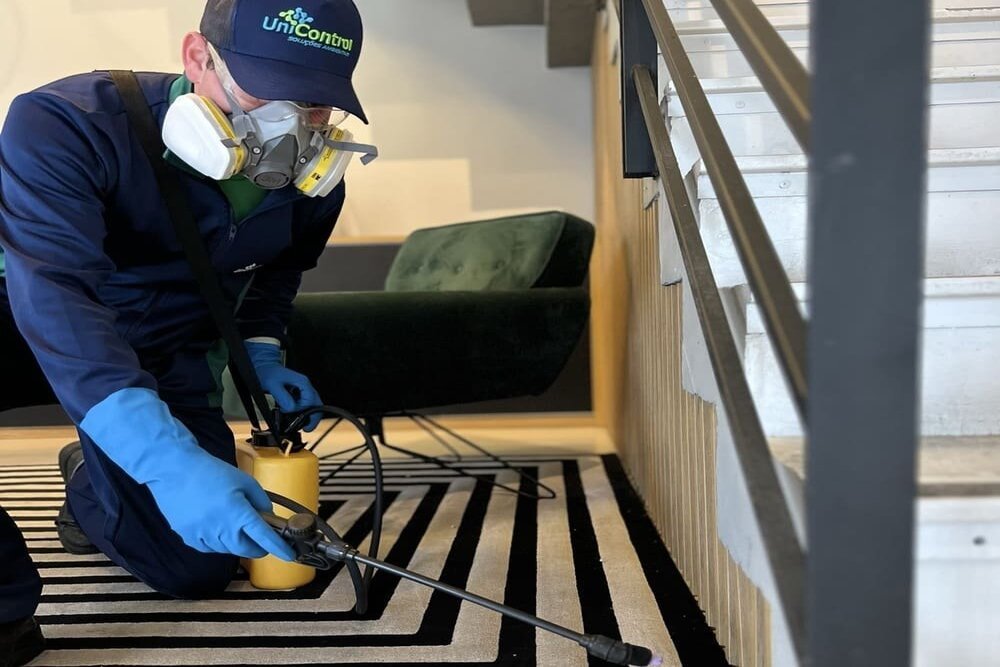 Livre-se dos Cupins: Descupinização Profissional