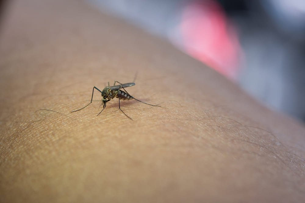 Quais são os riscos associados à infestação de insetos?